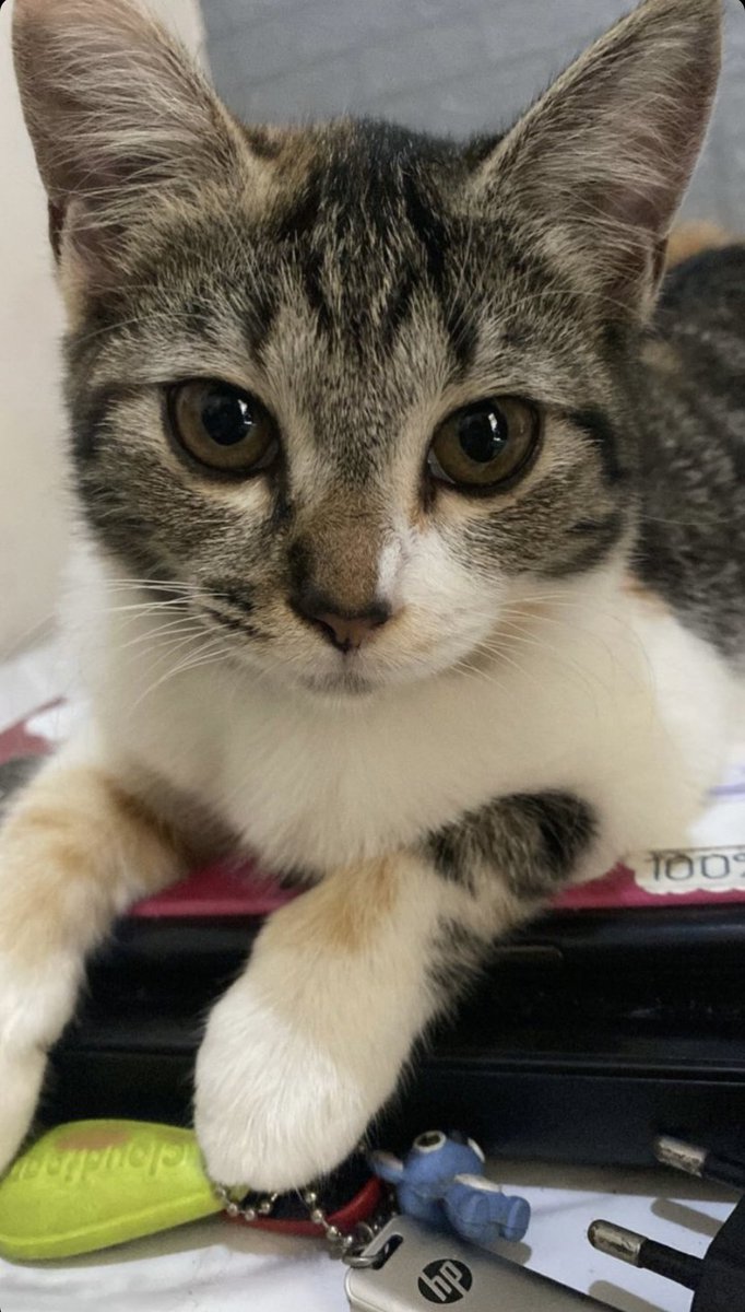 rindaaajeng's tweet photo. @kochengfs Tempat favorit 🐱 https://t.co/k2YqJ7CkDW