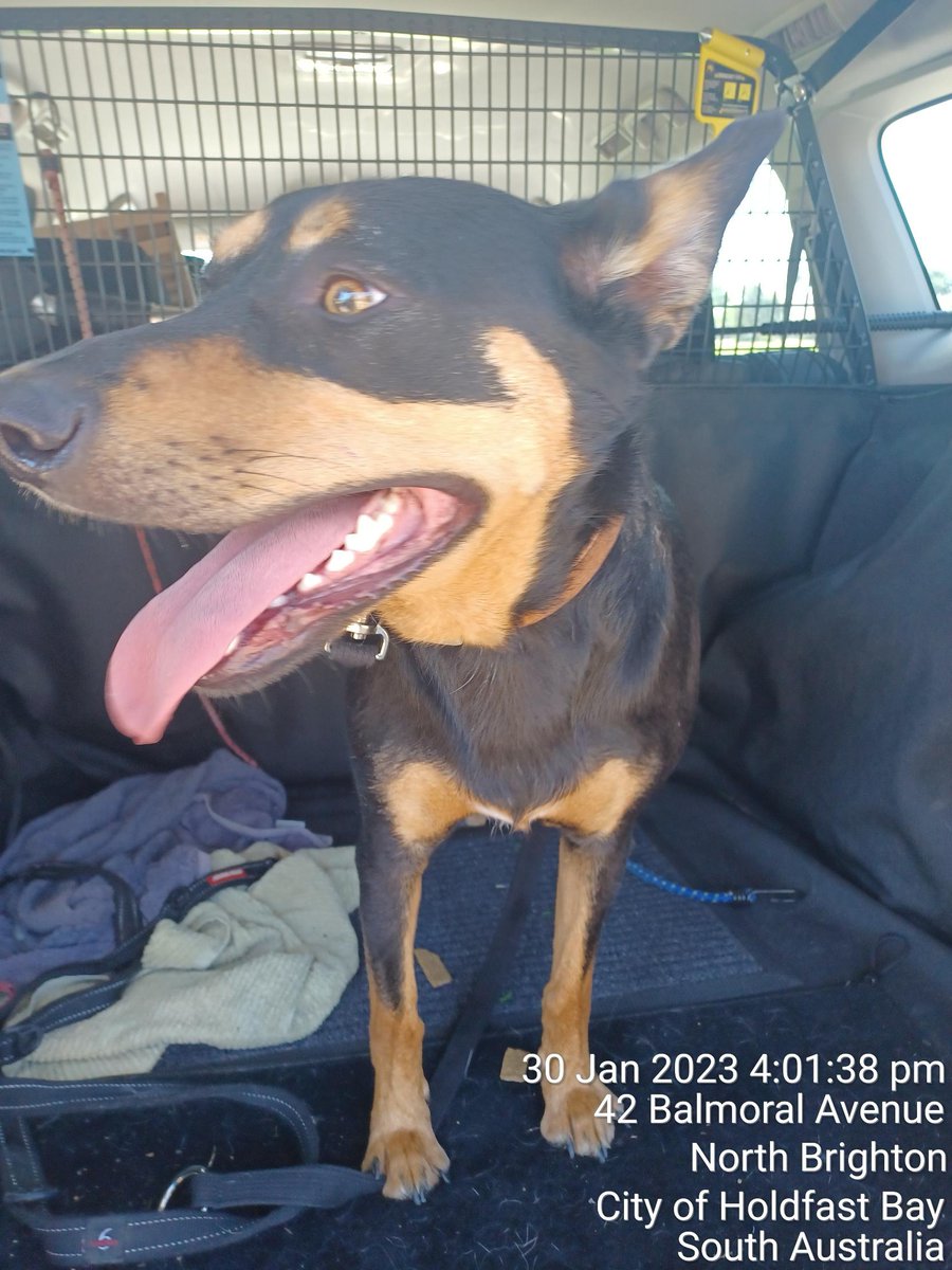 Found dog. This black and tan Kelpie named 'Ned' was found wandering on Bowker Oval Reserve, North Brighton at around 4pm, Monday 30 January 2023.
He's wearing a leather collar and registration tag. Attempts have been made to contact his owner.
Please call 8229 9999. #holdfastbay