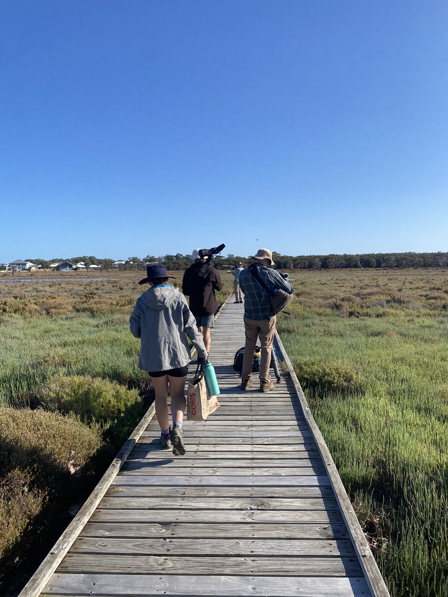 BecTora72's tweet photo. A lovely Morning out on Saturday Morning at Creery Wetlands participating in the annual Shorebird Monitoring Program in the Peel-Yalgorup System.  So excited to see 2 Eastern Curlews !🦆🪹🪶
#peopleworkingtogether #Ramsar482 #NLP @PeelHarveyCC @BirdlifeOz https://t.co/6CCoj3ClYs