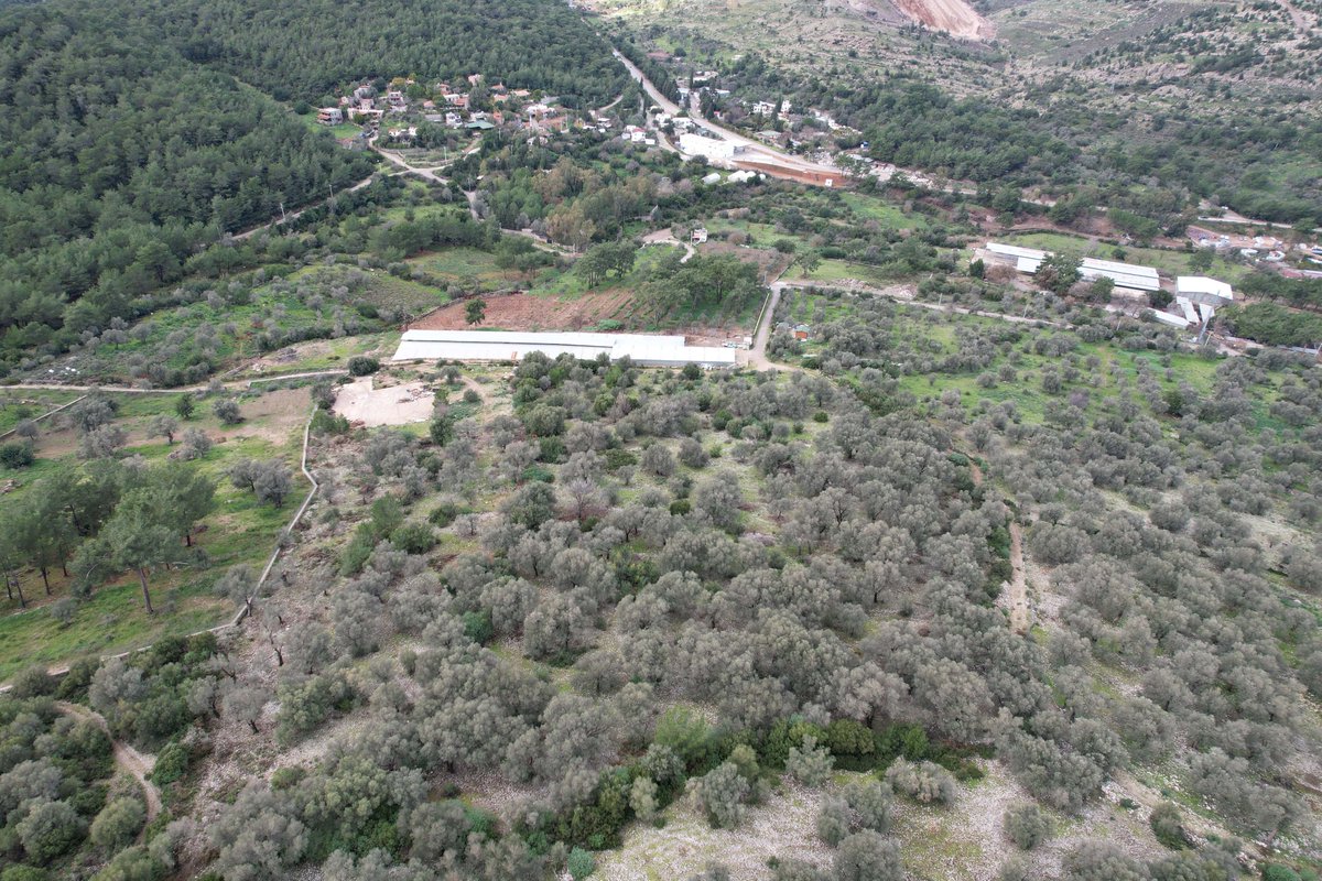 bodrum_cetin's tweet photo. #Bodrum #Gölköyde Fırsat #Arazi
-Bodrum Gölköy'de iki tapudan oluşan Toplamda 10.900 m2 zeytinlik.
-Çevresinde yapılaşmalar mevcut olup gelecek vaat eden bir yerdir.

☎️0533 313 27 14

FİYAT:19.500.000 TL

 https://t.co/wl8Upb77jY ve https://t.co/49YktY0QHd