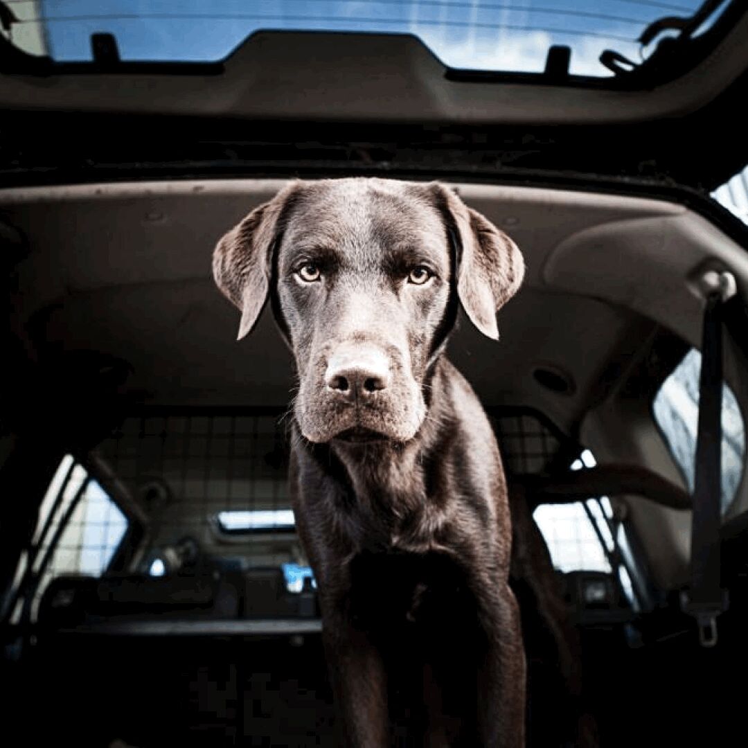 Woof! Me and my humans love to connect with other gin lovers, so why not join our society and become a Paw Master today? There's plenty of exciting benefits including special promotions! 
bit.ly/3CEQn2f

#pentlandhills #pentlandhillsgin #gin #ginoclock #ginlovers