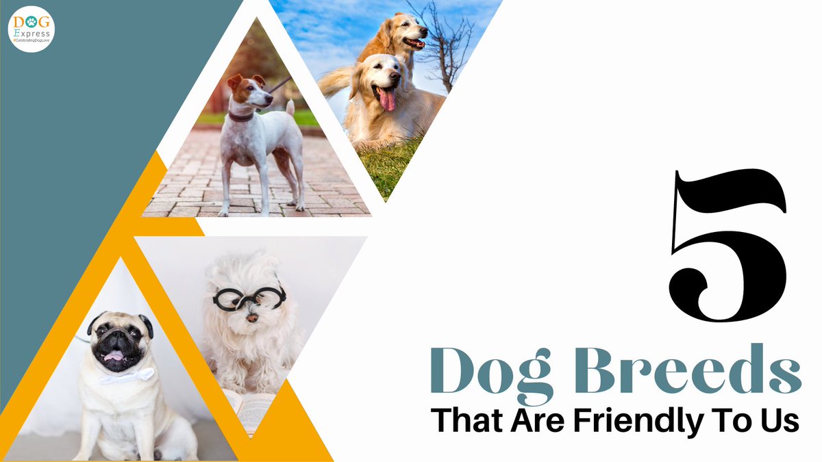 Dog_express's tweet photo. 5 Dog Breeds That Are Friendly To Us 👇
https://t.co/fS4EwNDBv2
#Dogexpress #Doglovers #Dogowners #Friendlydog #Doglifestyle #Dogbreeds https://t.co/1FiHTiYcvg