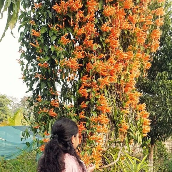 ParishmaBorah's tweet photo. 🌼 https://t.co/tiv0EFsQfL