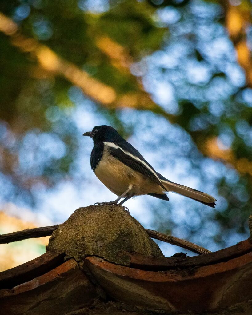 A robin with sunlight glistering in the background 🐦🌅

📷 Canon 700D + EFS 18 -135 mm

#photography #photo #dslrphotography #dslr #canon #canonphotography #fyp #explore #animal #bird #animalphotography #hongkong #robin #sunlight #golden #goldenhour #goldenhourphotography #yel…