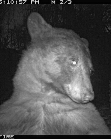 CerfiaFR's tweet photo. 🇺🇸 🐻 FLASH | Aux Etats-Unis, un ours noir a prit près de 400 selfies dans un parc du Colorado. 

👉 L’ours s’est arrêté devant l'un des appareils photos installés en son sein. Donnant l'impression qu'il prenait de multiples selfies. https://t.co/tuTf3PnhC8