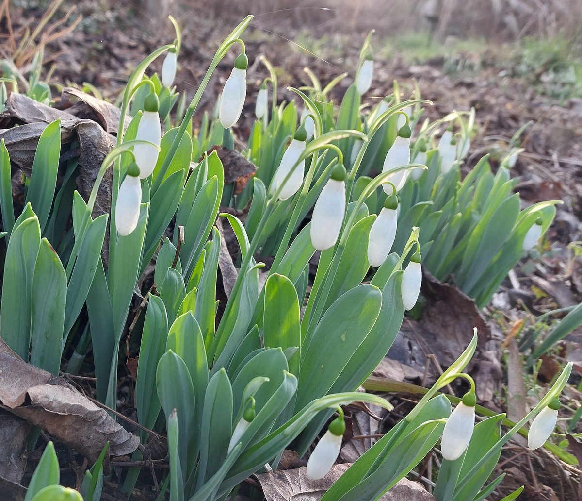 PlantPref's tweet photo. Galanthus elwesii looking great with a little afternoon sun yesterday. Love those leaves!
#galanthus #galanthuselwesii #snowdrop #schneeglöckchen #januaryflowers #winterflowers #januarygarden #wintergarden https://t.co/B8ndX45lTL