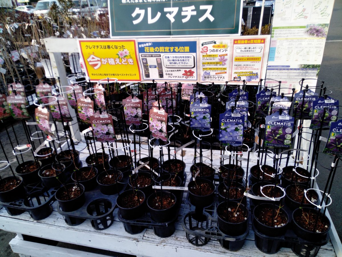 ガーデンセンター八千代店】 バラと相性抜群のクレマチス苗が入荷しま