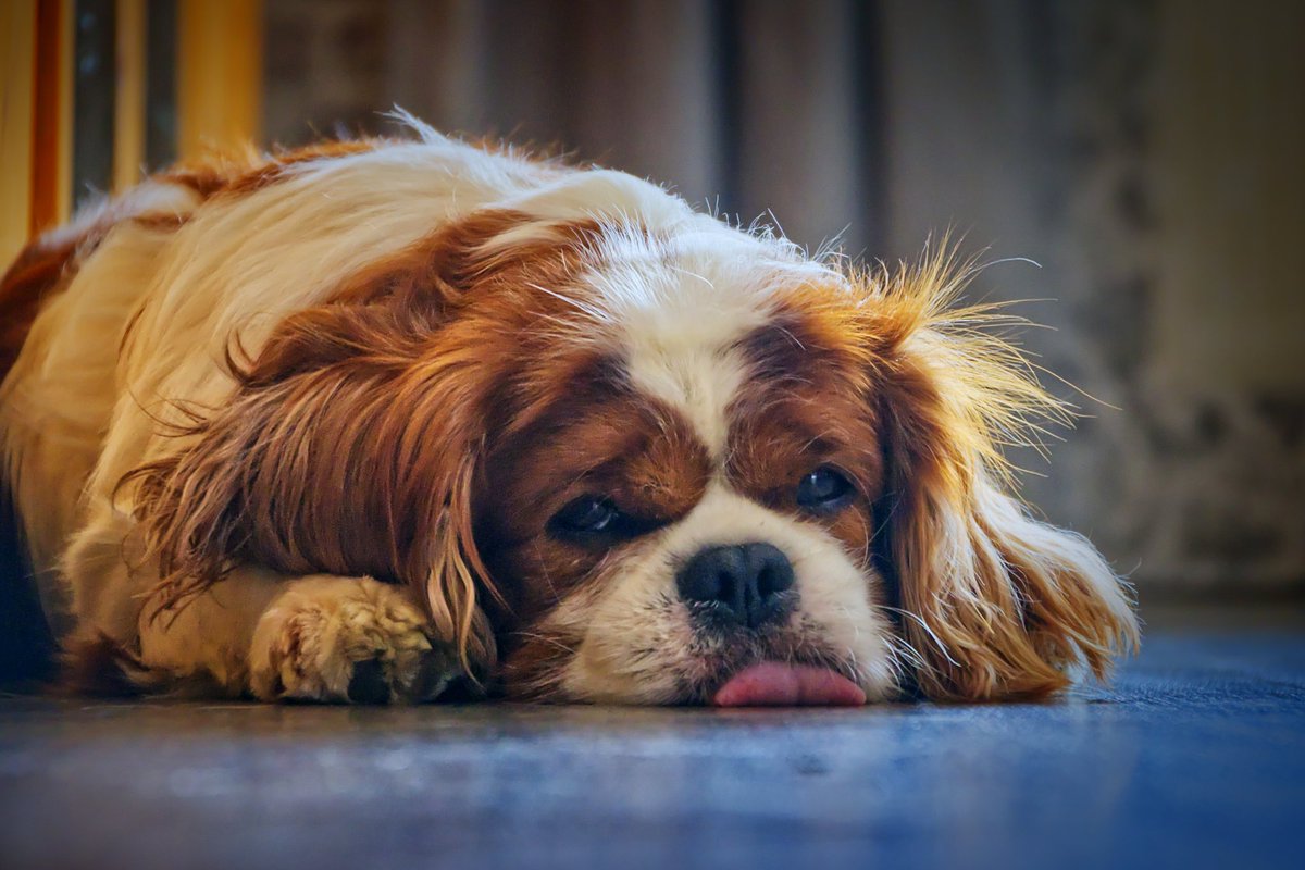 Monday morning mood...
#cavalierkingcharles