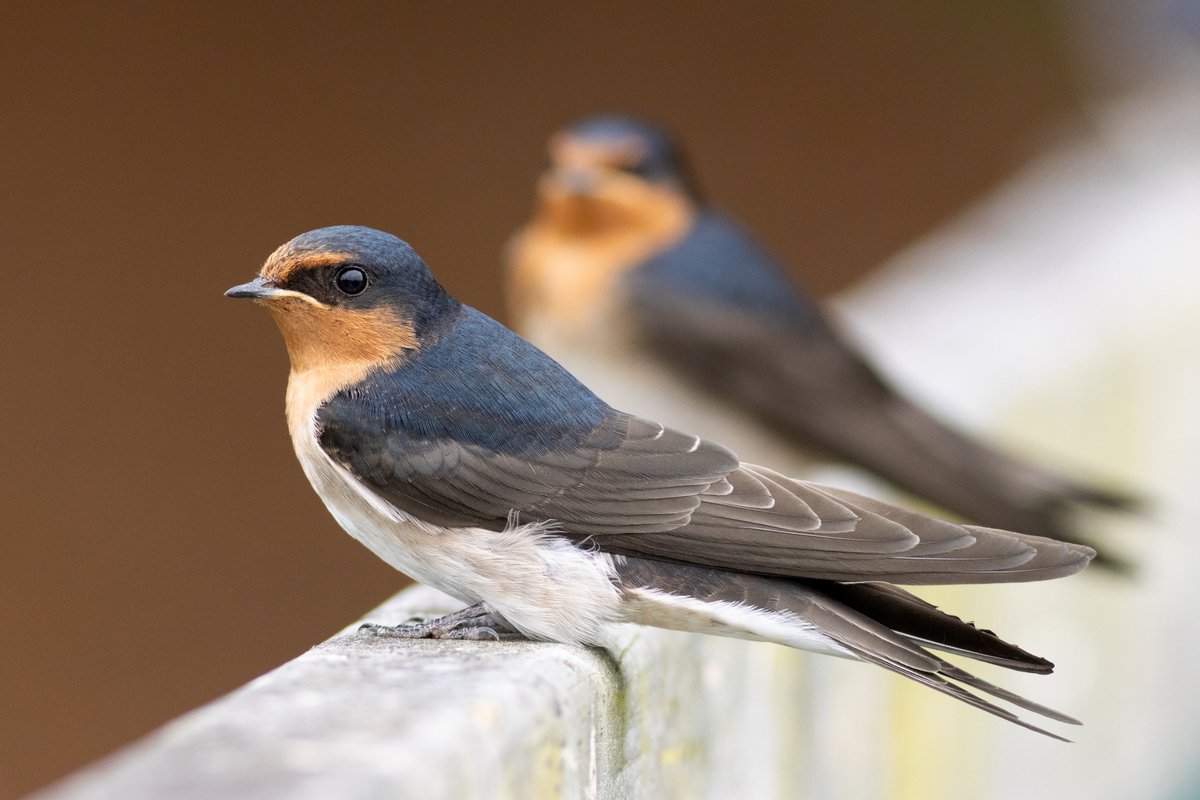 DrPaulSorrell's tweet photo. Welcome swallows resting on footbridge, Hawksbury Lagoon, Waikouaiti.
#birdphotography #TwitterNatureCommunity #birds #nzbirds #wildlifephotography #NaturePhotography #BBCWildlifePOTD #ThePhotoHour #PhotoOfTheDay #BirdsSeenIn2023 #Swallow #WelcomeSwallow #HawksburyLagoon https://t.co/qW46O3mhdQ