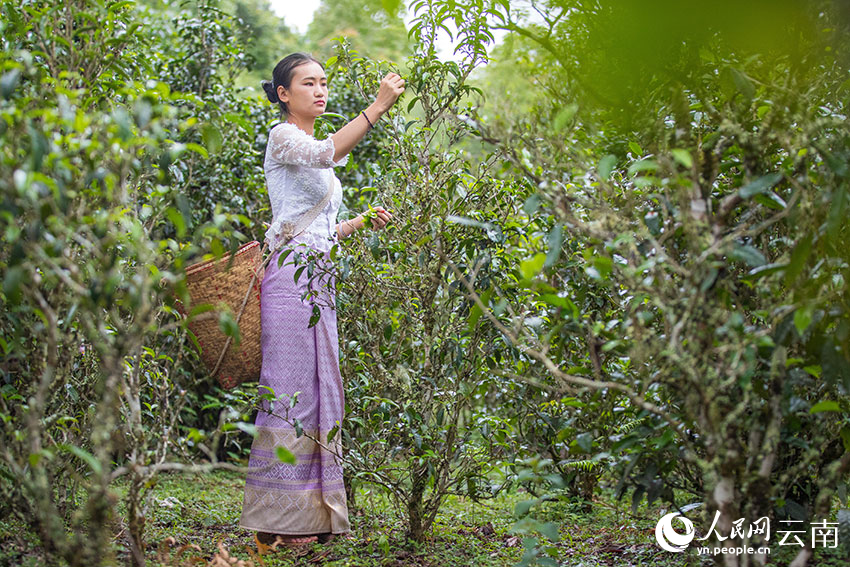 PDChinaLife's tweet photo. Wild and cultivated #teatrees aged over 100 years will be under better protection in #Yunnan, as a related regulation will come into effect starting from March 1 here. Yunnan boasts some 54 mln old tea trees and the largest conservation area of old tea tree resources in China. https://t.co/GovWlnqG9J