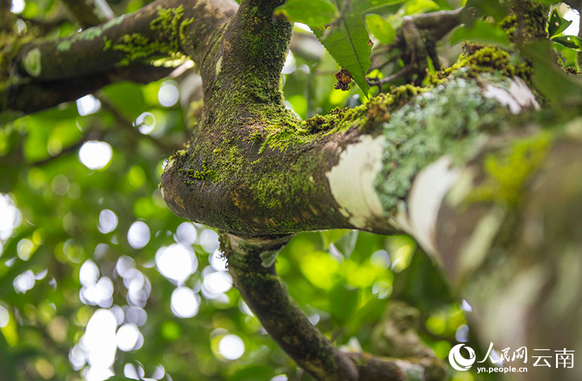 PDChinaLife's tweet photo. Wild and cultivated #teatrees aged over 100 years will be under better protection in #Yunnan, as a related regulation will come into effect starting from March 1 here. Yunnan boasts some 54 mln old tea trees and the largest conservation area of old tea tree resources in China. https://t.co/GovWlnqG9J