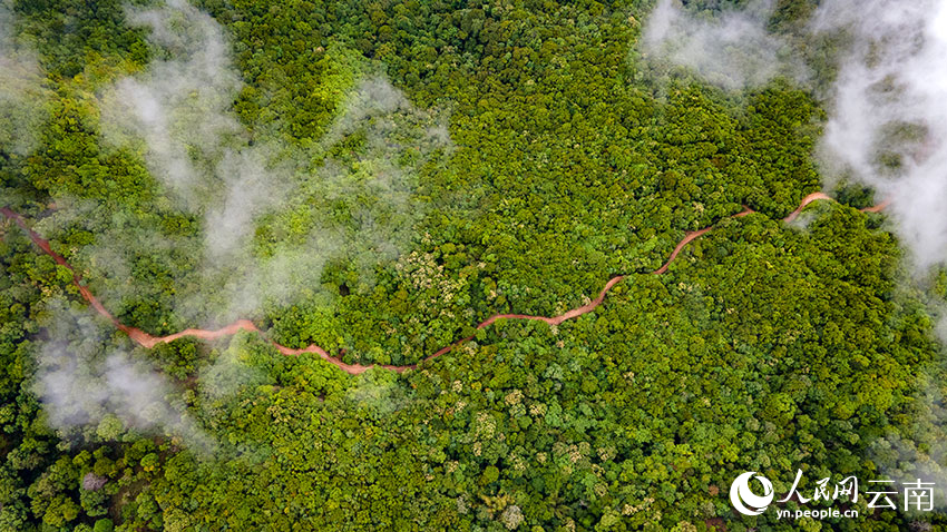 PDChinaLife's tweet photo. Wild and cultivated #teatrees aged over 100 years will be under better protection in #Yunnan, as a related regulation will come into effect starting from March 1 here. Yunnan boasts some 54 mln old tea trees and the largest conservation area of old tea tree resources in China. https://t.co/GovWlnqG9J