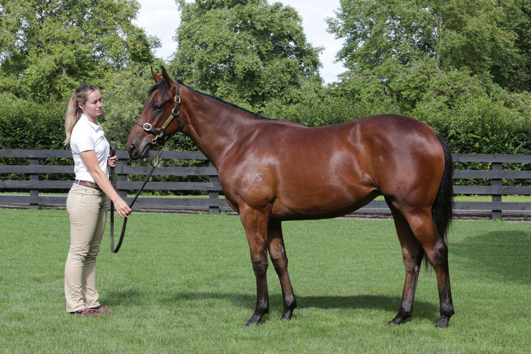 Waikato Stud (@waikatostud) on Twitter photo Our smart Ocean Park x Mawzoona filly (Lot 342) goes home with <a href="/GlentreeTbreds/">Glentree Thoroughbreds</a> for $160k from <a href="/KarakaChat/">New Zealand Bloodstock</a> 👏 With Black Caviar, All Too Hard and Ole Kirk on her page, she looks a serious prospect - well done 🤩 Our smart Ocean Park x Mawzoona filly (Lot 342) goes home with <a href="/GlentreeTbreds/">Glentree Thoroughbreds</a> for $160k from <a href="/KarakaChat/">New Zealand Bloodstock</a> 👏 With Black Caviar, All Too Hard and Ole Kirk on her page, she looks a serious prospect - well done 🤩