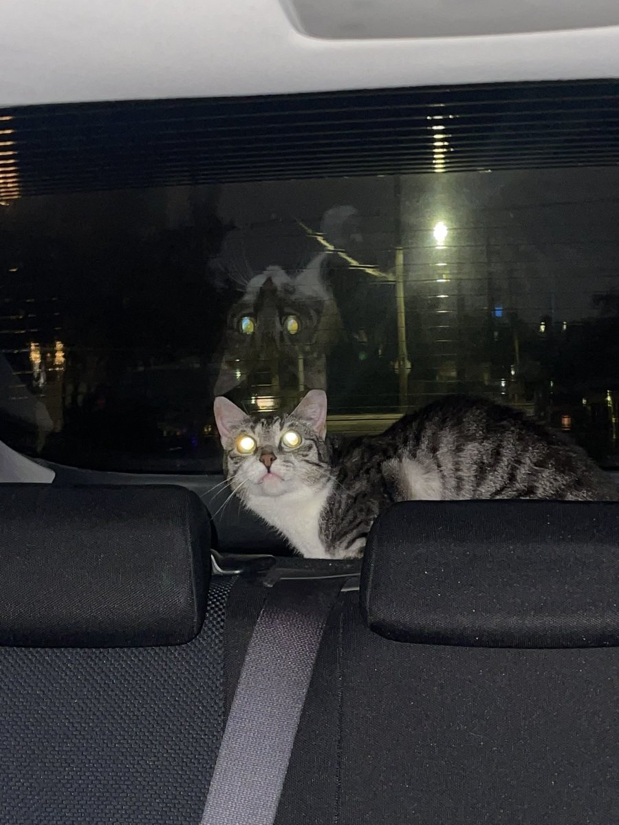 annaxhansen's tweet photo. @literallymecats athena from hell https://t.co/6r5NYwhxx7