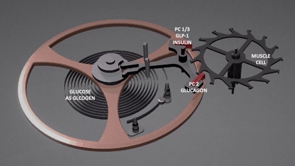 acmepune's tweet image. *The Metabolic Tic-Toc Clock*
This animation shows the heart of a conventional mechanical clock. Our body has a similar ticking mechanism that continuously supplies energy in the form of glucose to all the respiring body cells during basal metabolism. #diabetespathophysiology
