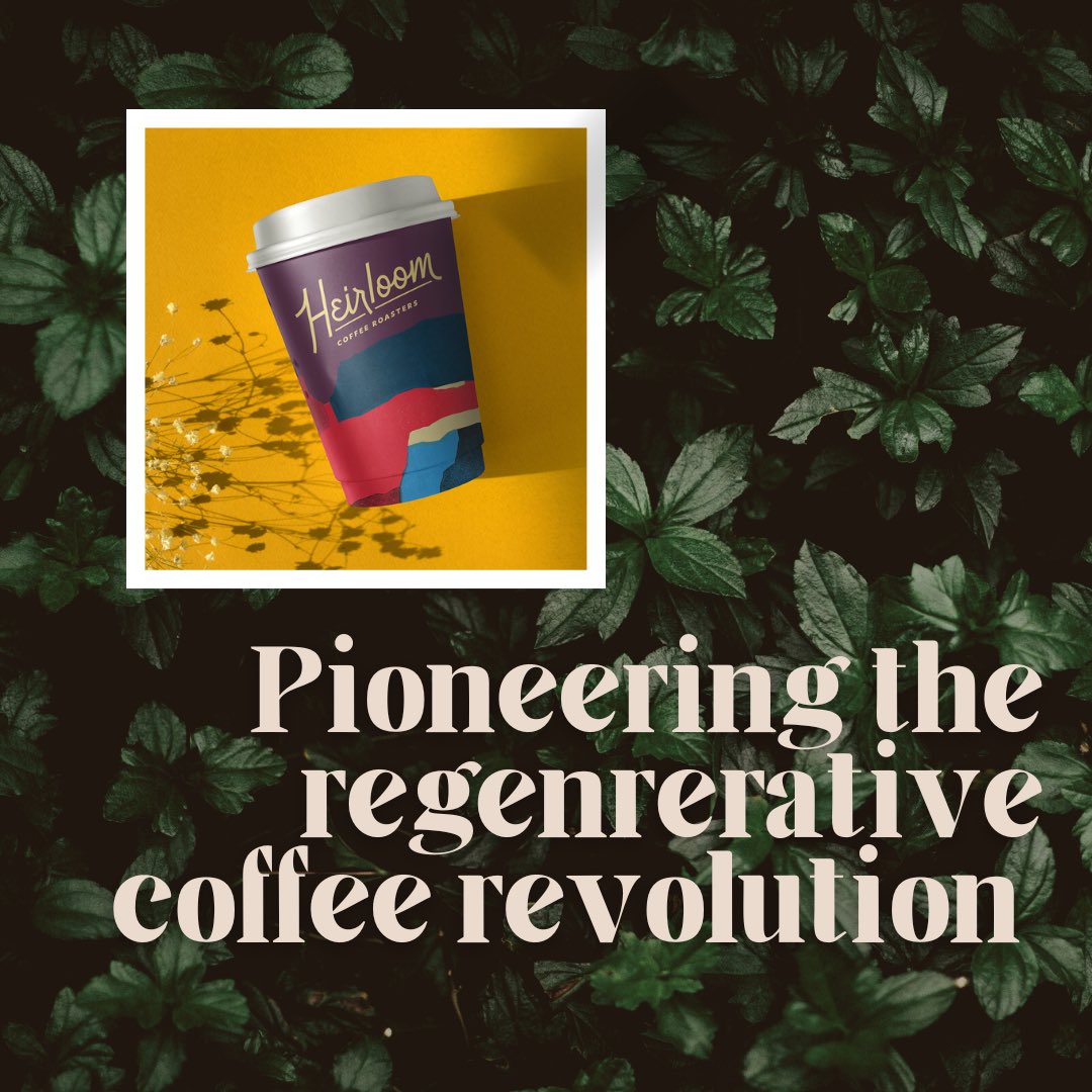 CoffeeHeirloom's tweet photo. Less than a year ago, #heirloomcoffeeroasters was a white board concept. Today, we’re pioneering the #regenerativecoffee revolution and leading change in one of the largest agricultural industries.
 #regenerativeagriculture #coffee #heirloomcoffee #sustainability https://t.co/85JGg9p3c7