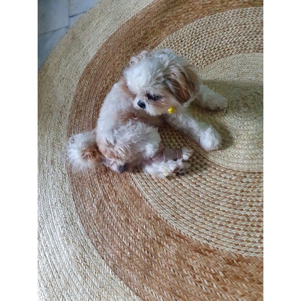 HomBudzRecos101's tweet photo. Buri Carpet/Buri Mat/Banig /Round Banig Tri-Tone 60"diameter 5ft.
🛒➡️https://t.co/275D0bXcdI
💙VISIT US💙
https://t.co/eTwUJEJo0V
https://t.co/2vLgUcW1Yl
@ShopeePesoDeals @ShopeePH
#ShopeePH #Shopee22 #shopping #ShopeexTXT #buricarpet #aesthetics #banig #roomdecor https://t.co/BFSjhZHlFM
