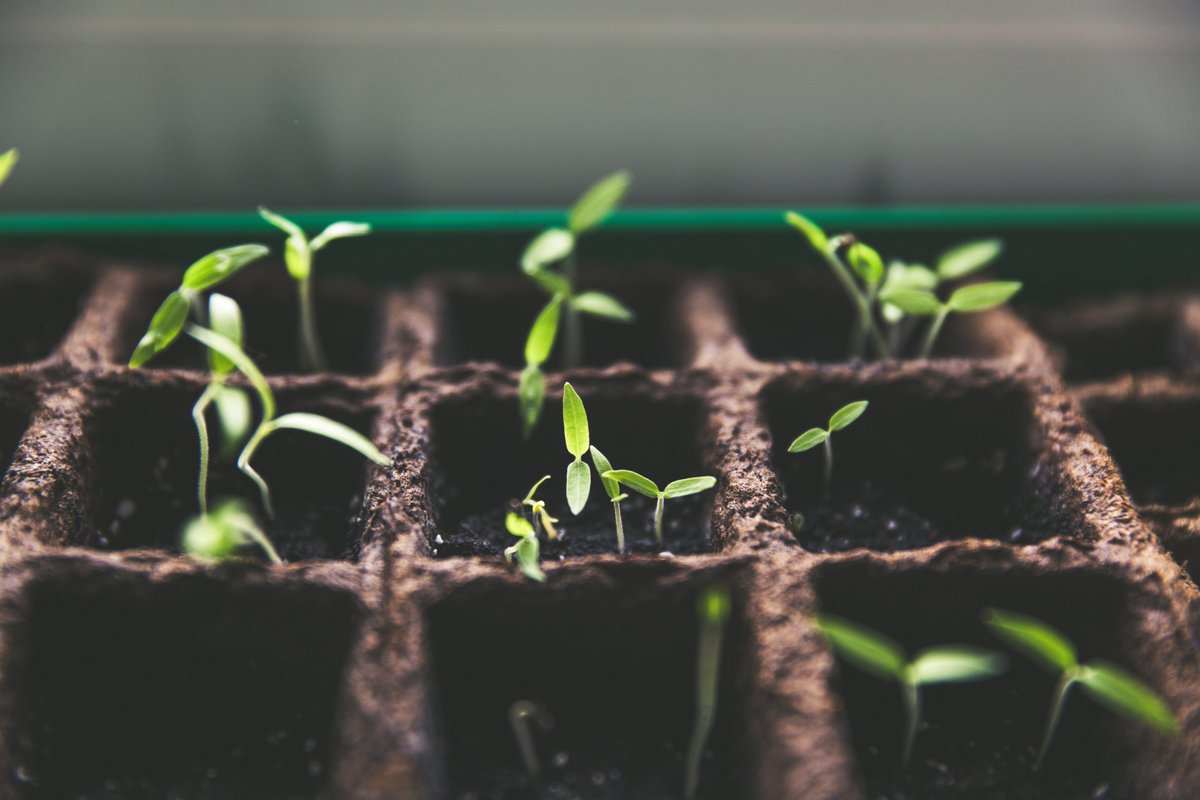 dannylukein's tweet photo. John 12:24 says, "Very truly I tell you, unless a grain of wheat falls to the ground and dies, it remains only a single seed. But if it dies, it produces many seeds." This verse speaks to the idea that sacrifice and death can lead to new life and growth. #Growth https://t.co/3G66hprOkR