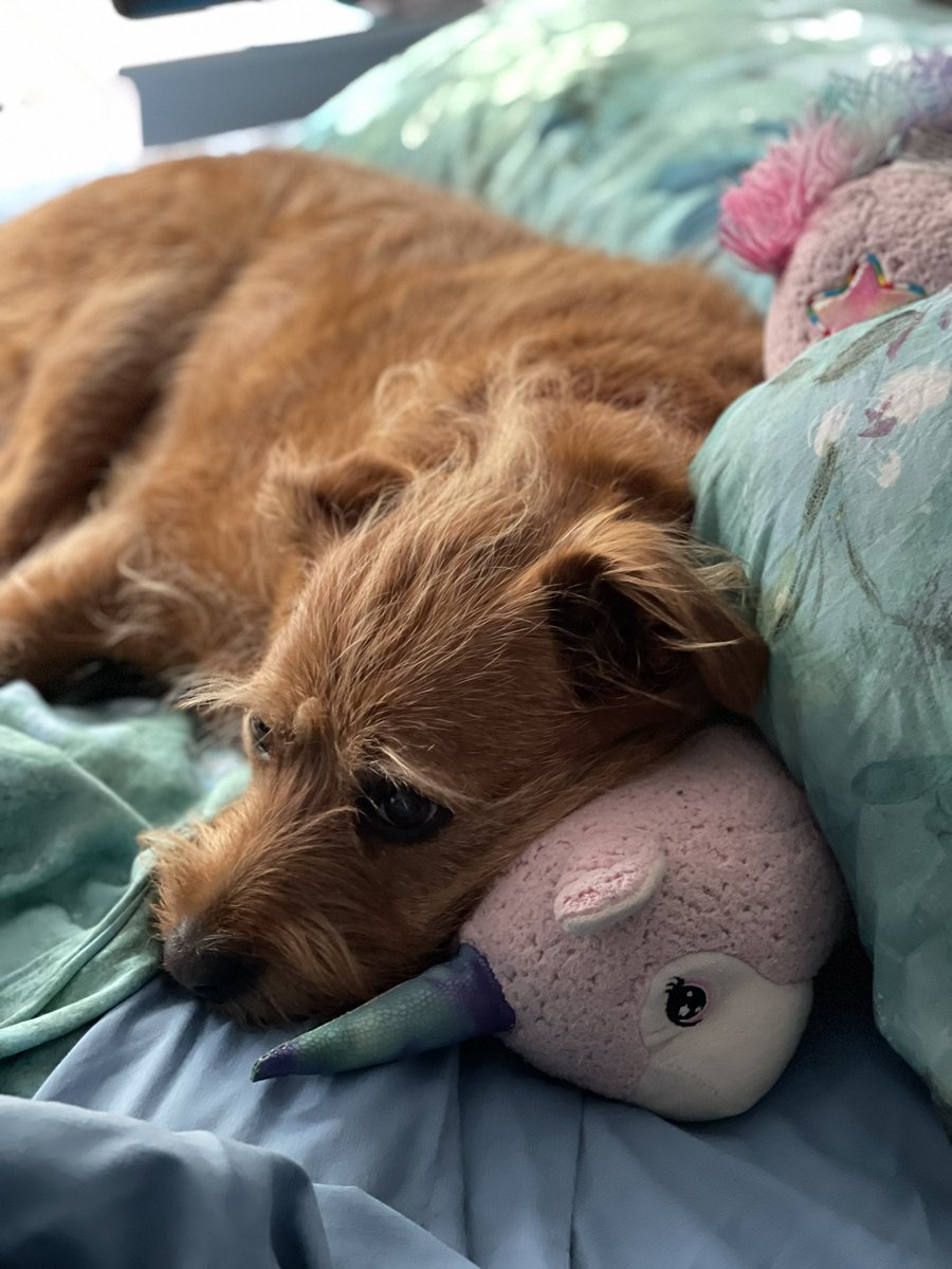 Dogtors today frends. Mum said I’m gonna go to sleep for a little while and said I shouldn’t get scared. When I wake up my teefs will be clean and white. I tried to be brave for her cos she was crying when she left but tbh I’m a bit scared too. #ZSHQ #DogsOnTwitter