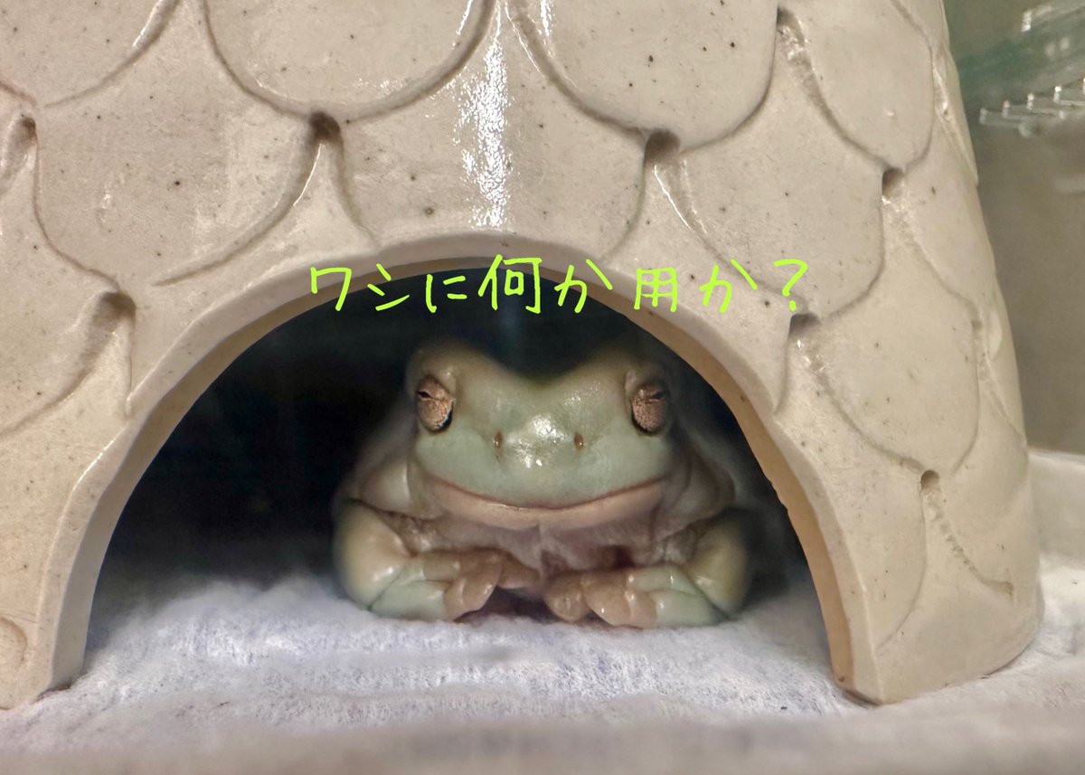 村で一番物知りの長老登場
#イエアメガエル