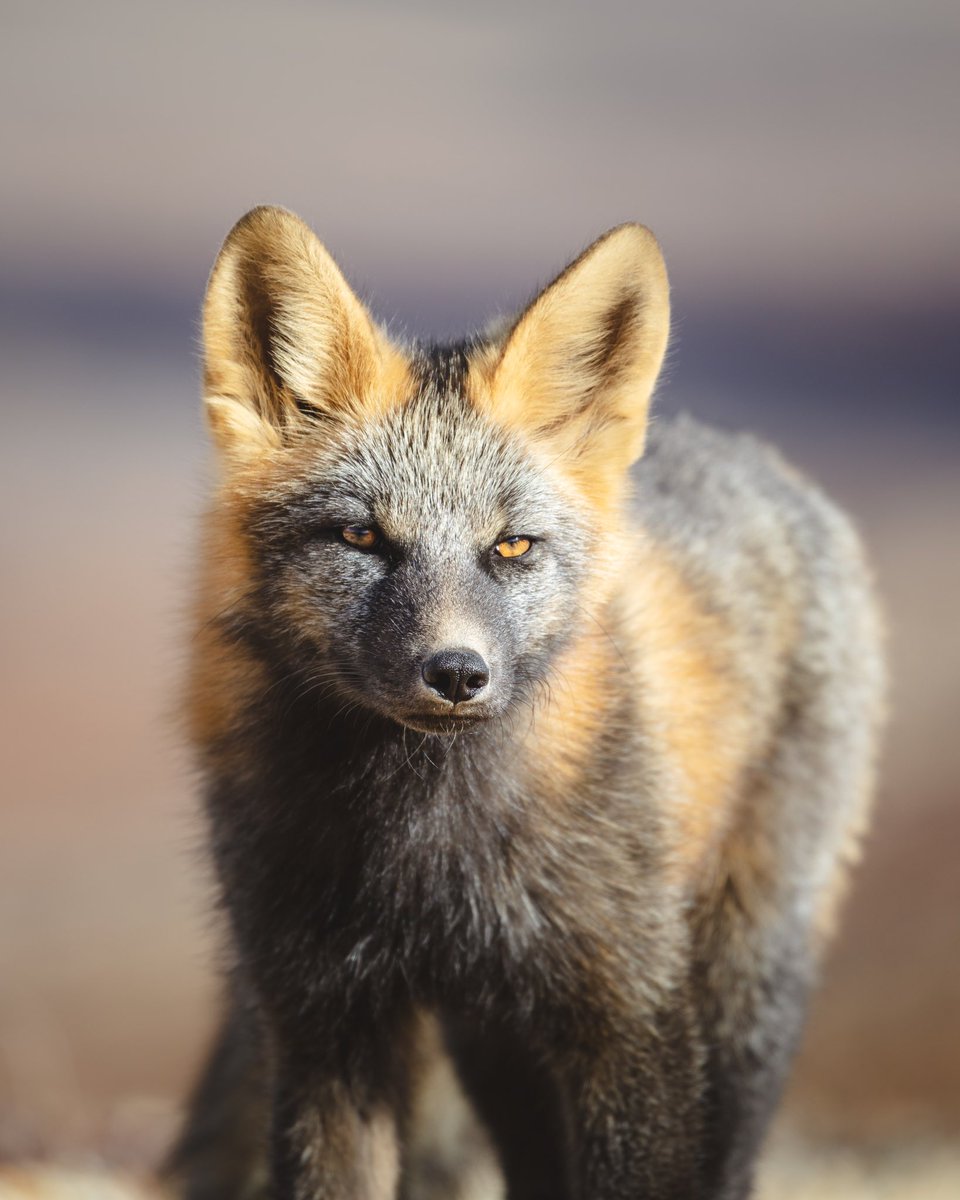 jubbishjay's tweet photo. A fox named Ernest Shackleton

Owned by @DeezeFi https://t.co/7o15m7CwYV