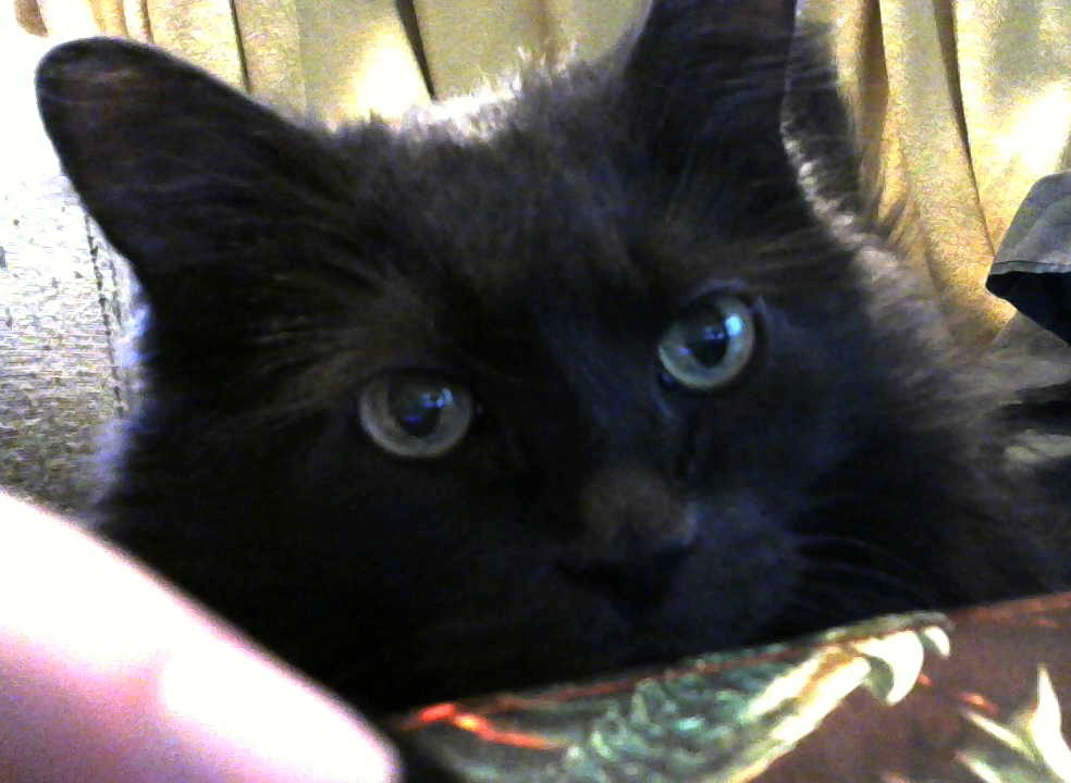 Khono Chronos tweet media