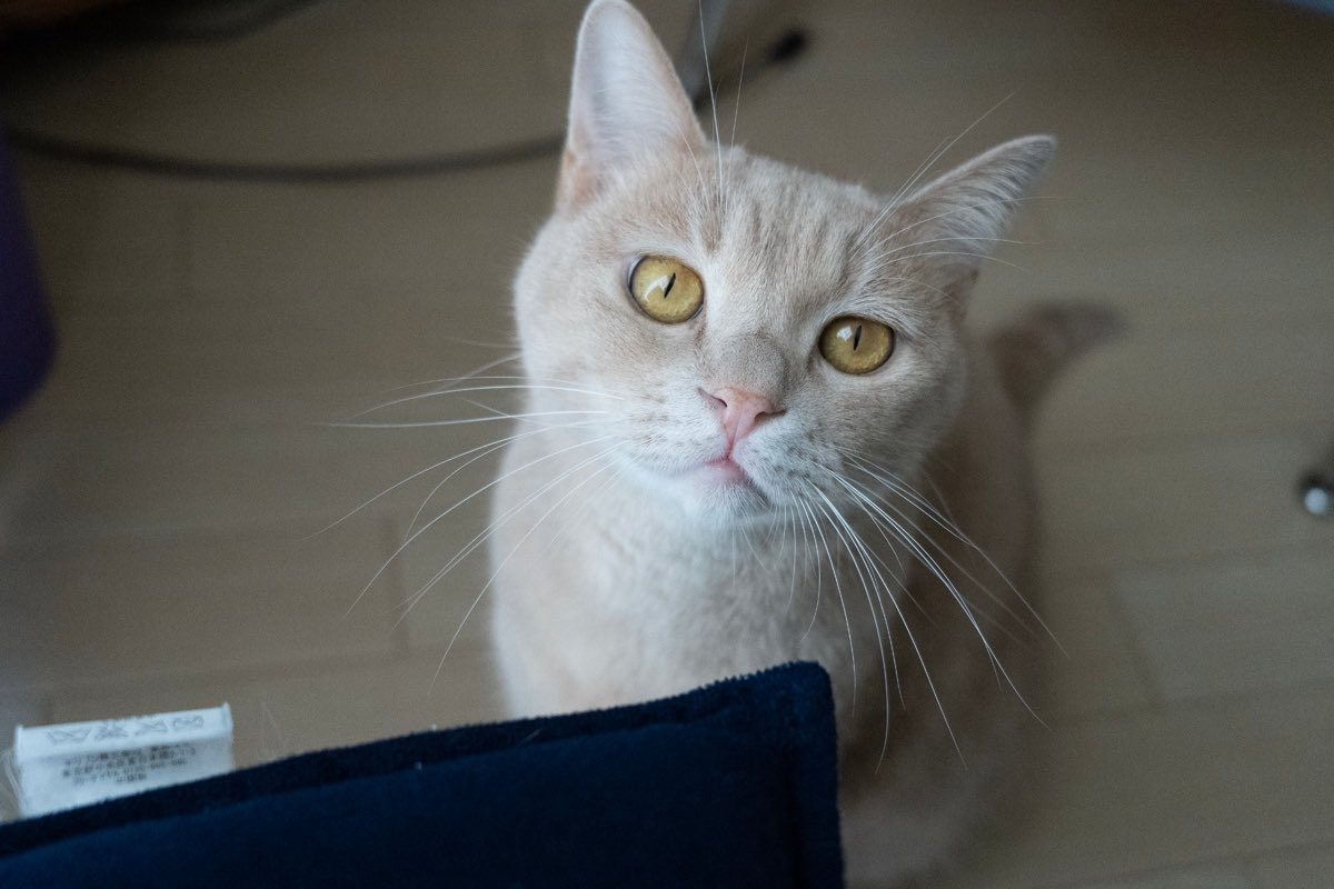honi_san_'s tweet photo. ミラーレス一眼買った📸
愛猫ごろうちゃん🐱

#ミラーレス一眼 
#α7 https://t.co/HKQ2sTpuqP