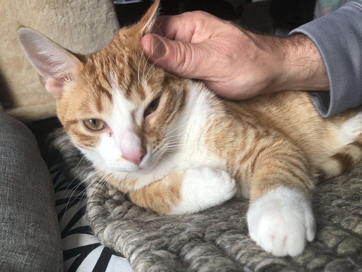 NachoCheeto222's tweet photo. Daddy’s boy #kitty #kittycat #orangecats #orangecat #cat #CatsOnTwitter #cats #catsofgram #CatsofTwittter #catsarecute #catsarefamily #kitties https://t.co/m6KOCbNMW0