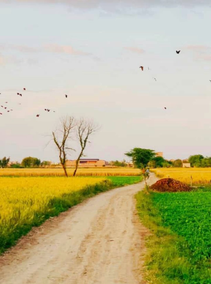 Panjab 💛