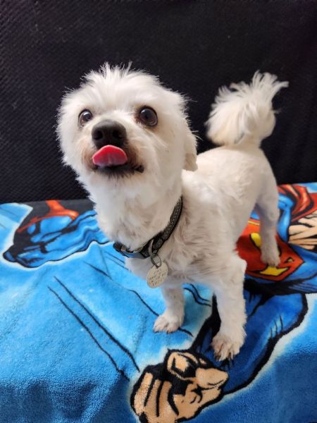 Little Man is a sincere doggy, who can be found near Hawk Point, MO! Little Man is a Maltese, who will never stop zooming. #Maltese #dogsoftwitter #rescue #adopt #dog #HawkPoint #Missouri #MO petfinder.com/dog/little-man…