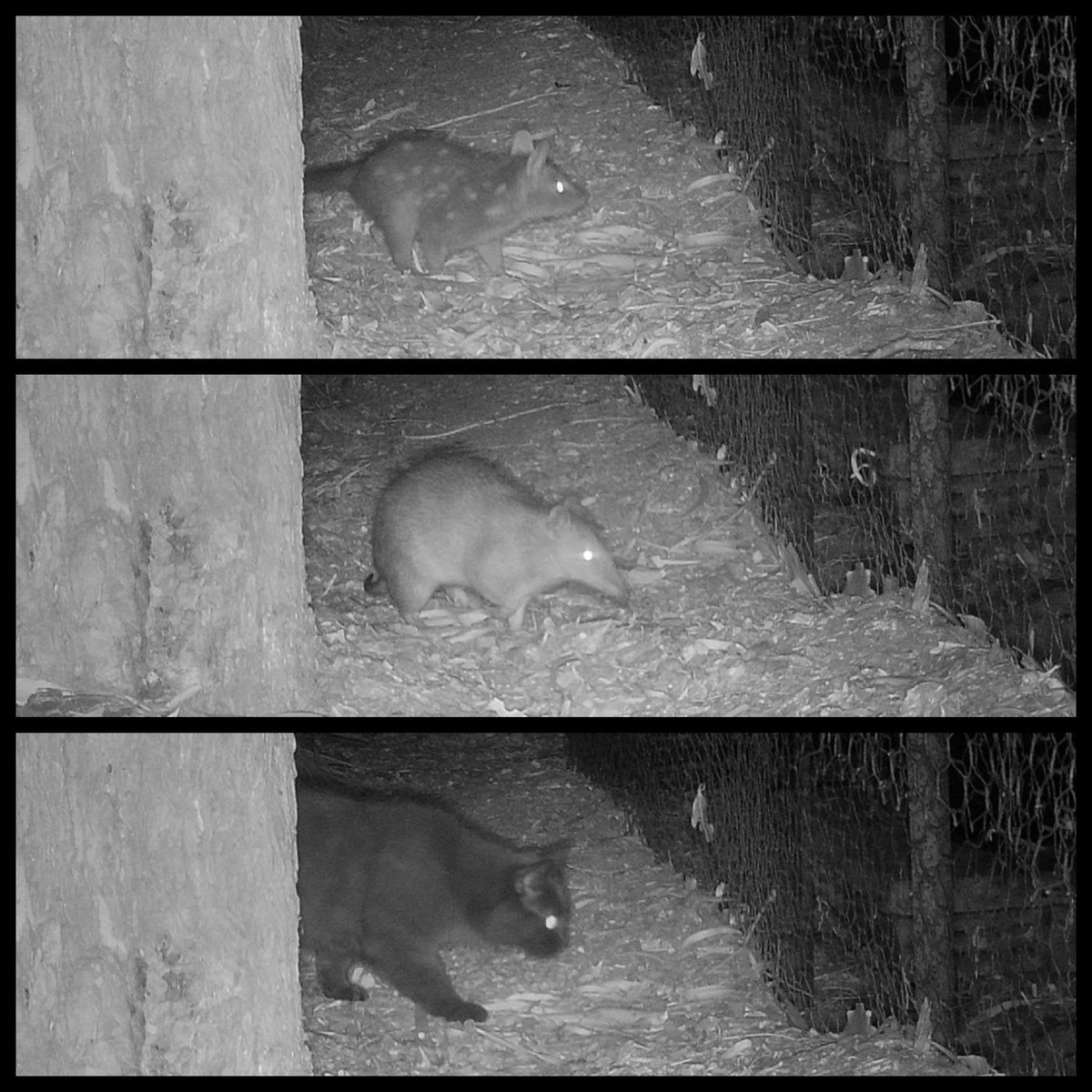 FrogsHills's tweet photo. A sense of scale:

Top - Chuditch (our biggest local [SW WA] native carnivore) 🥳
Middle - Quenda (this is a big male) 🥰
Bottom - Cat 🤬

[Distance from tree to fence is 500mm]

ping @WAFCWG @Gbutterfly19 https://t.co/HcFfTG81sQ