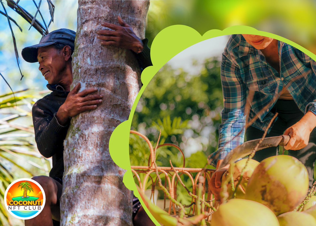 Make a difference today! Support coconut farmers in the Philippines with just one simple solution. Our company is on a mission to empower these hardworking individuals with the tools they need to thrive 🌴 #HelpCoconutFarmers #MakeADifference"
#CoconutFarmersMatter #cryptoart