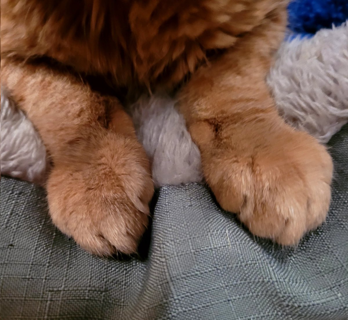 lynnslagle42's tweet photo. 🥺🥺🥺🥺🥰🥰🥰🥰😘😘😘😘😘 LOUIE PEETS! SSSQQQUUUEEEE!!! omg he is just too cute #cerebellarhypoplasia #chlove #wobblykitty #chkitty #louiepatchouliblue #betterhaveacutelicense #cuteboi #littlepeets #warningofcuteness #kissablenose #pokethepeets #louiehascutepeets #boopme https://t.co/tEVbVggDkf