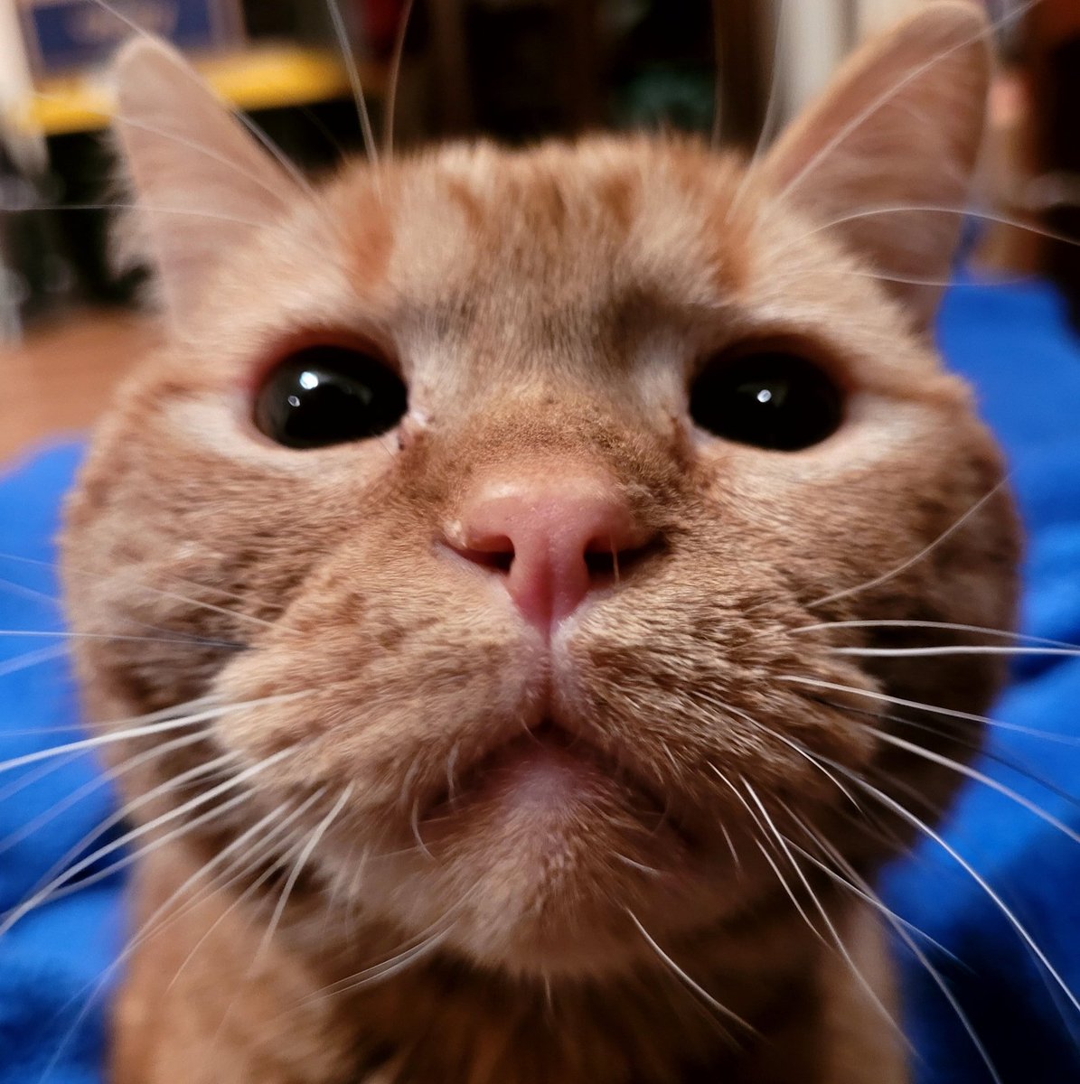 lynnslagle42's tweet photo. 🥺🥺🥺🥺🥰🥰🥰🥰😘😘😘😘😘 LOUIE PEETS! SSSQQQUUUEEEE!!! omg he is just too cute #cerebellarhypoplasia #chlove #wobblykitty #chkitty #louiepatchouliblue #betterhaveacutelicense #cuteboi #littlepeets #warningofcuteness #kissablenose #pokethepeets #louiehascutepeets #boopme https://t.co/tEVbVggDkf