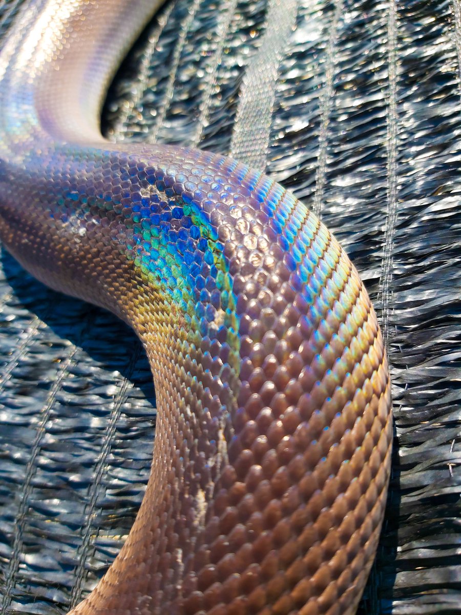 Reptile_Academy's tweet image. พลังแสงอาทิตย์
#ReptileAcademy
#WhiteLippedpython
#ไวท์ลิปไพธ่อน
#เลี้ยงงู