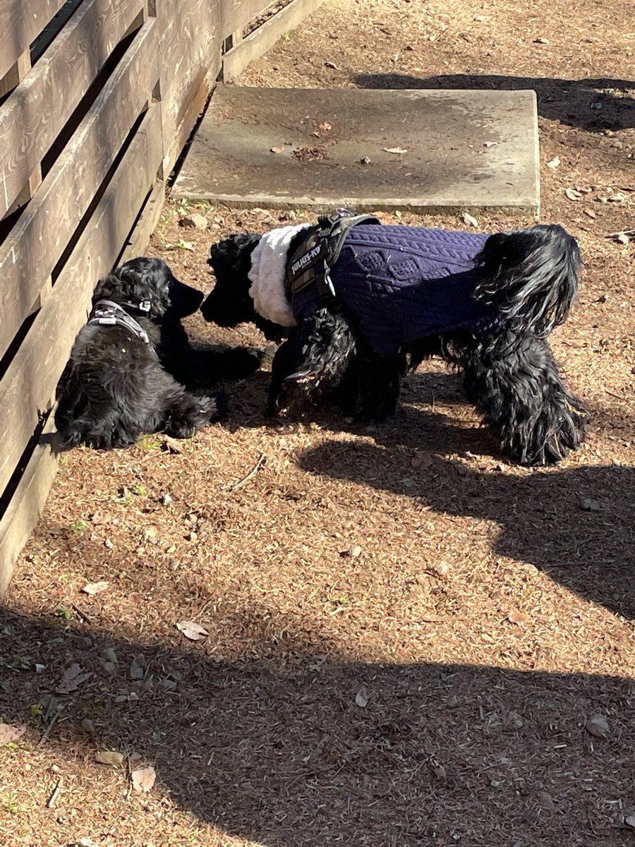 muffin_sin's tweet photo. 昨日はマオの犬舎のお里会やりました〜
イベント主催とか初めてで手際が悪くバタバタあっという間に終わってた😅
大変なところもう一人の方がぱっぱと捌いて行く手腕に驚き👏
マオはたくさんのファミリーと楽しく過ごしたよ
楽しかった♡
#dogsbox #イングリッシュコッカー https://t.co/ssllUD7A0T