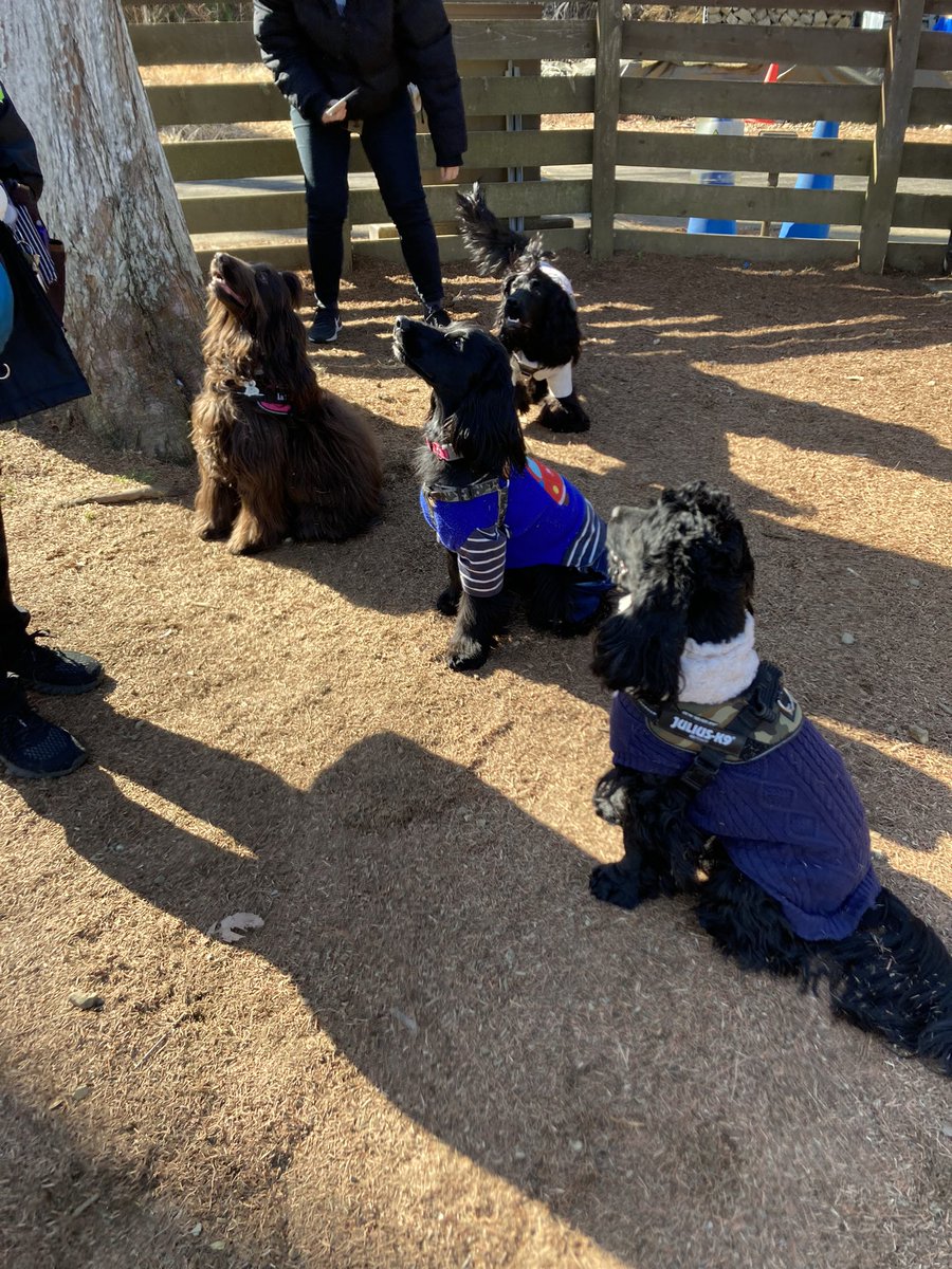 muffin_sin's tweet photo. 昨日はマオの犬舎のお里会やりました〜
イベント主催とか初めてで手際が悪くバタバタあっという間に終わってた😅
大変なところもう一人の方がぱっぱと捌いて行く手腕に驚き👏
マオはたくさんのファミリーと楽しく過ごしたよ
楽しかった♡
#dogsbox #イングリッシュコッカー https://t.co/ssllUD7A0T