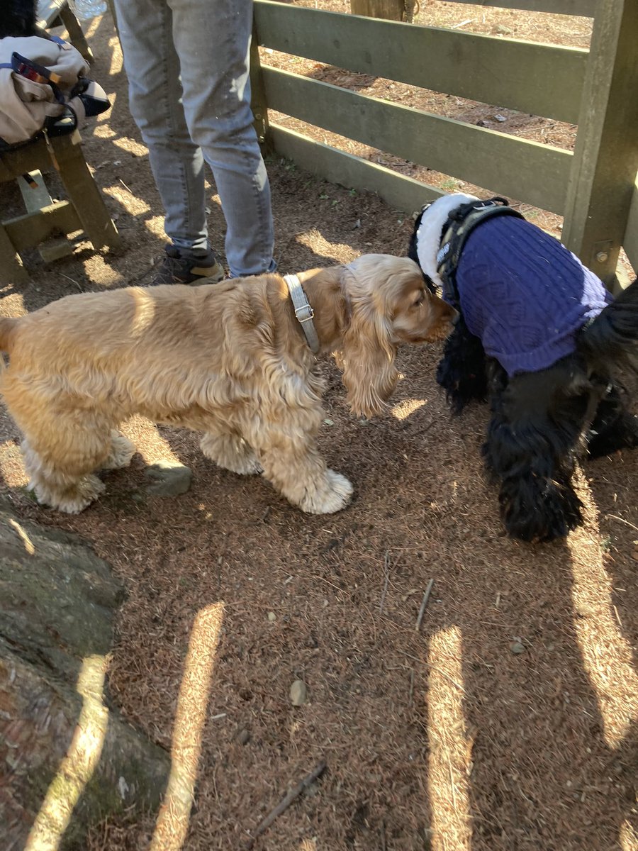 muffin_sin's tweet photo. 昨日はマオの犬舎のお里会やりました〜
イベント主催とか初めてで手際が悪くバタバタあっという間に終わってた😅
大変なところもう一人の方がぱっぱと捌いて行く手腕に驚き👏
マオはたくさんのファミリーと楽しく過ごしたよ
楽しかった♡
#dogsbox #イングリッシュコッカー https://t.co/ssllUD7A0T