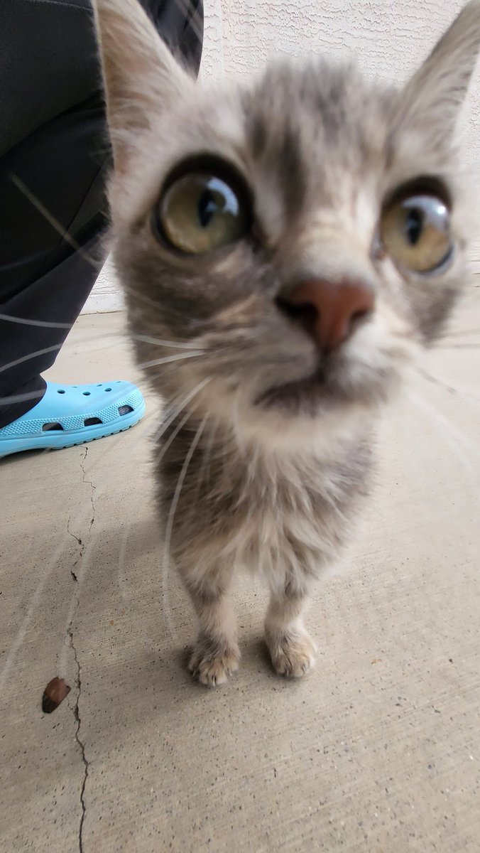 Crimson Quake SPL tweet media