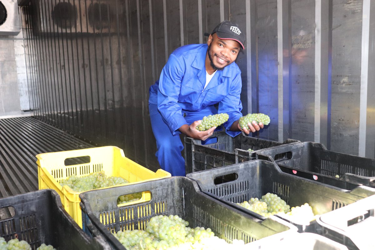 Elsenburg winemaker/lecturer, Lorraine Geldehuys, and the final year Cellar Technology students are hard at work processing the first grapes received for the year. In their capable hands it will be transformed to Cap Classique of the highest quality. 🍇🍾