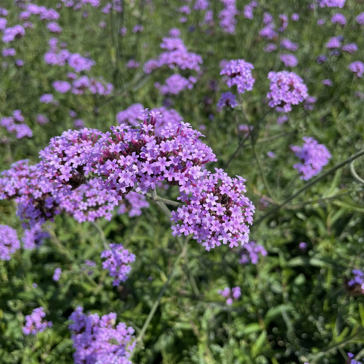 SilentoKuri's tweet photo. Vernbena (Vervain) https://t.co/eqZ0hUeS5L