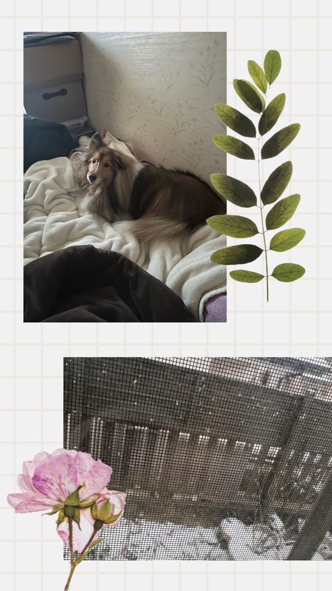 雪が降っても喜ばない犬。寒暖差で気管支炎になって薬の影響で寝てばかりいる飼い主。散歩に行けない飼い主と行きたくない犬ウィンウィンの関係です😅