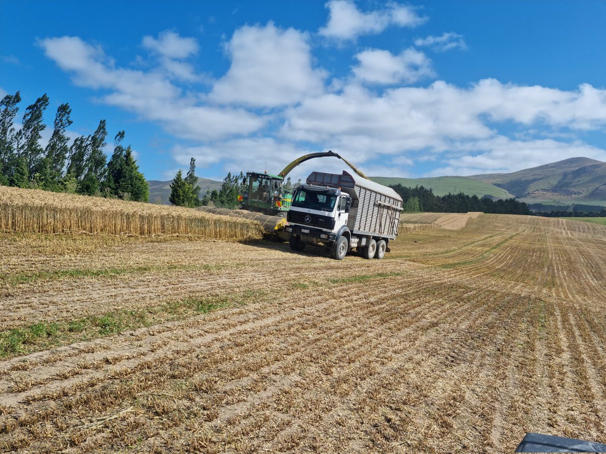 Cwhiteside233's tweet photo. Update on the companion crop triticale/clover. Did 14ton/ha dry matter 3 wks ago. 1 ton less than traditional method. No rain since and very dry but Persian Clover is coming away as another cover crop. Plan to put into autumn barley I think... https://t.co/RLaUmZQDuy