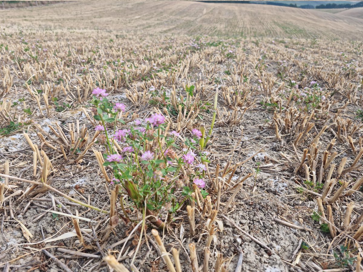 Cwhiteside233's tweet photo. Update on the companion crop triticale/clover. Did 14ton/ha dry matter 3 wks ago. 1 ton less than traditional method. No rain since and very dry but Persian Clover is coming away as another cover crop. Plan to put into autumn barley I think... https://t.co/RLaUmZQDuy