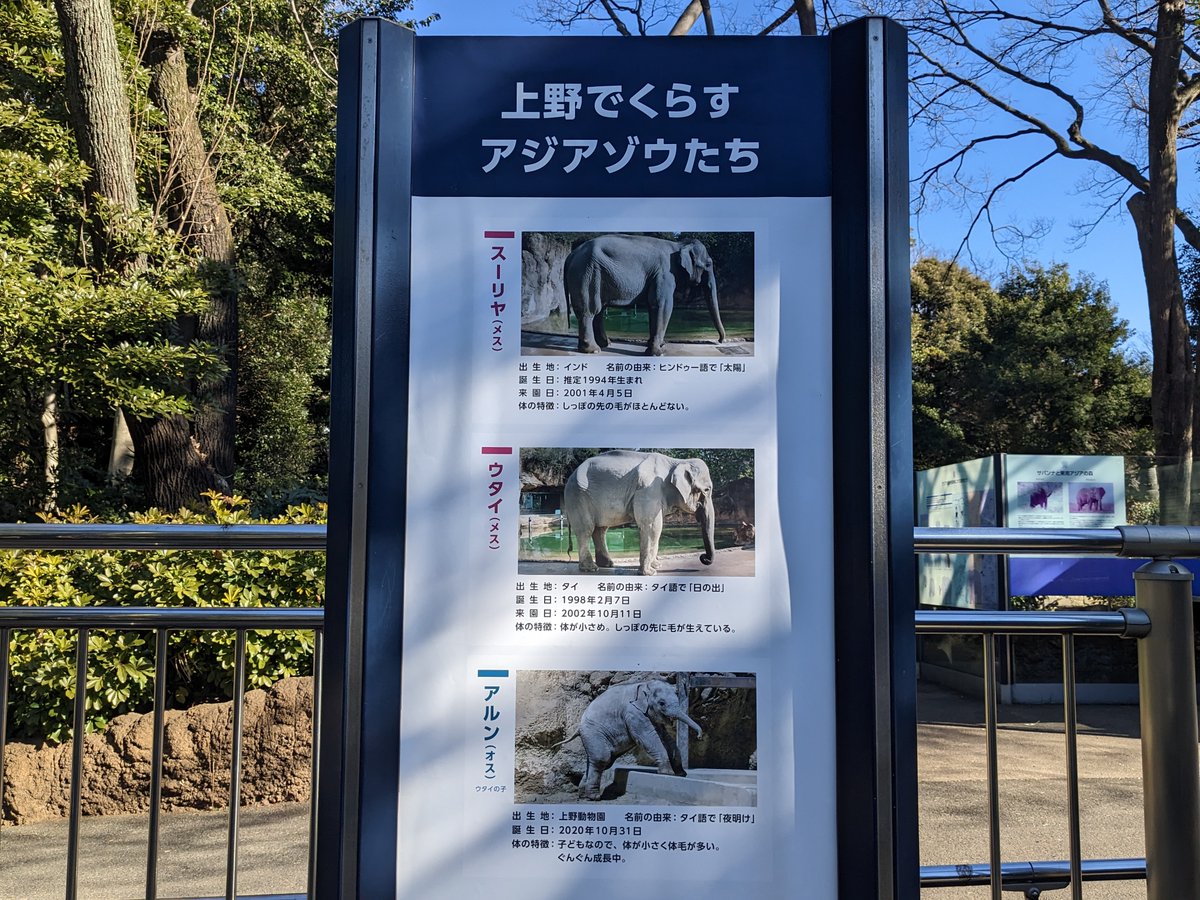 r_rakthai's tweet photo. 上野動物園に行ってきました。ここにいる象3頭の名前を見て、昔のタイ映画「スリヨータイ」を思い出しました。 
ヒンドゥー語の「スリヤ（太陽）」（สุริยะ）とタイ語の「日の出」を表す「ウタイ」（อุทัย）の合成語だそうで、アユタヤ王朝時代、象に乗って戦った男装の王妃の話です。 https://t.co/PeoyWoC5XV