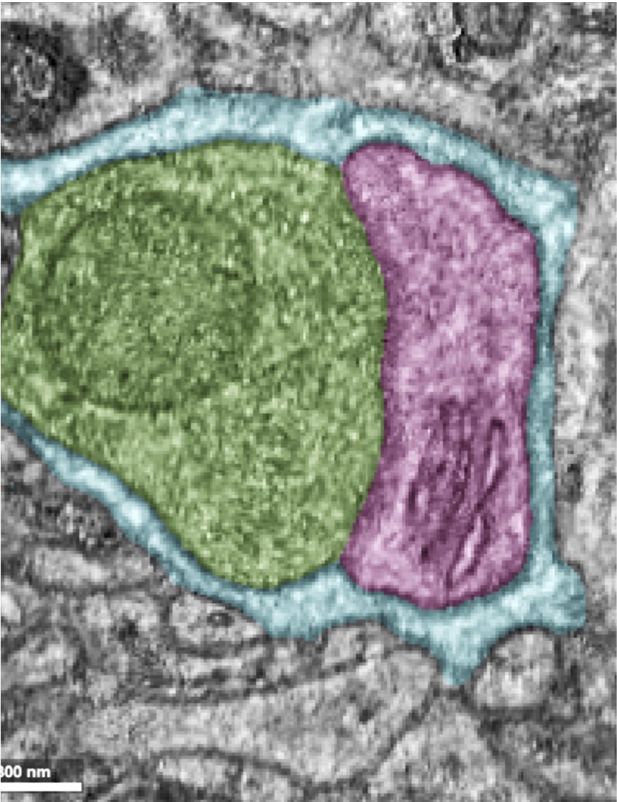 Hanieh Falahati هانيه فلاحتى tweet media