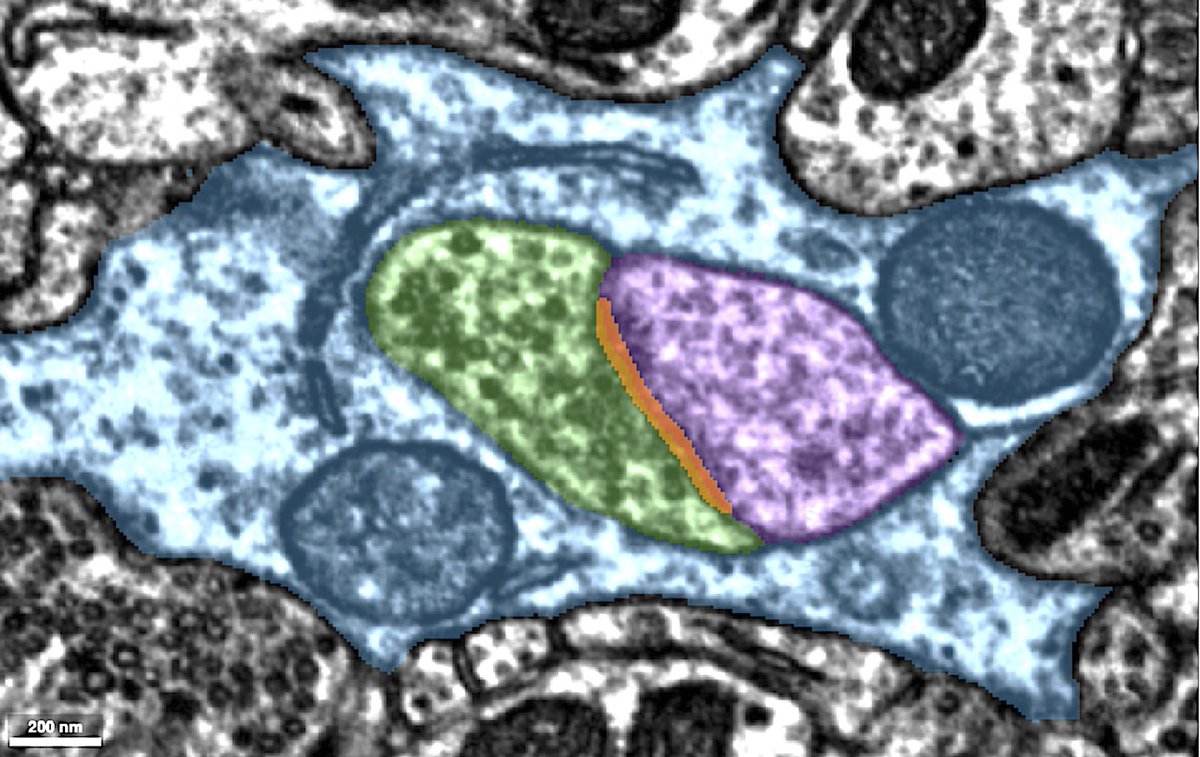 Hanieh Falahati هانيه فلاحتى tweet media