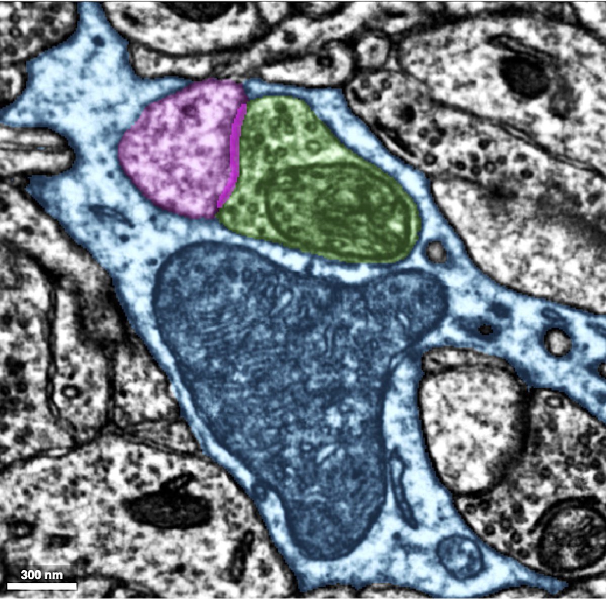 Hanieh Falahati هانيه فلاحتى tweet media