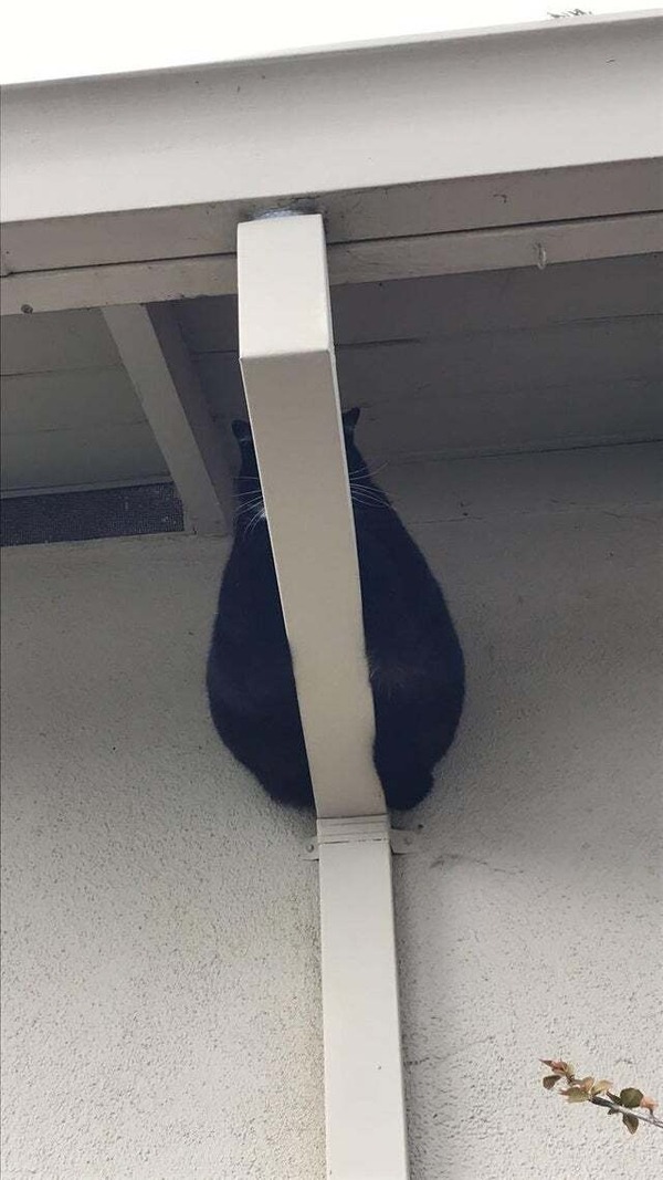 master of camouflage