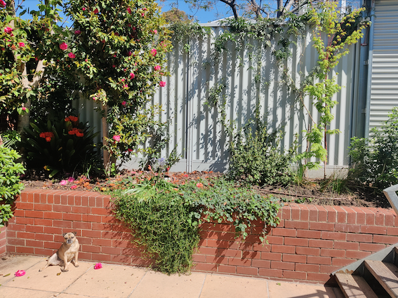 Size doesn't matter! 🌻  

Our passionate Gardens for Wildlife volunteers are on hand to help you turn even the smallest balcony, backyard, community garden, school veggie patch or green rooftop into a haven for birds and bees 🐝 

Read more: bit.ly/3Dr1pct